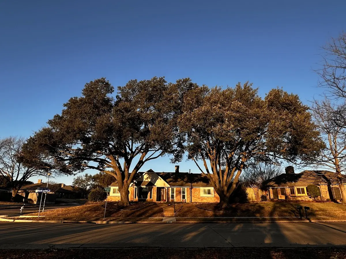 Established residential canopy tree shading a home in Walters